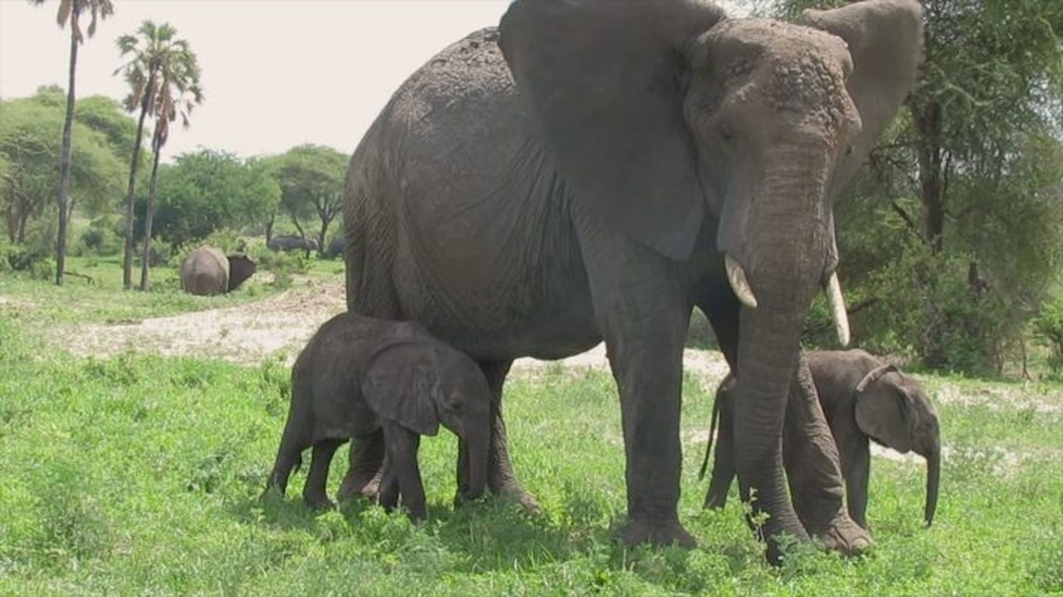 ECOLOGISTAS LIGAN QUE SOBREVIVAN: en una reserva de Kenia nacen elefantes gemelos