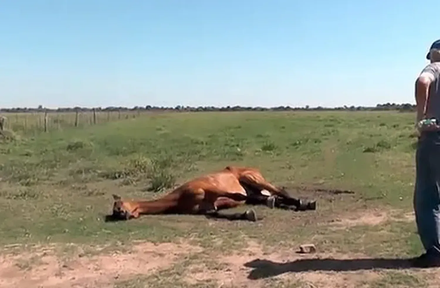 Murió un caballo con sintomatología de Encefalomielitis