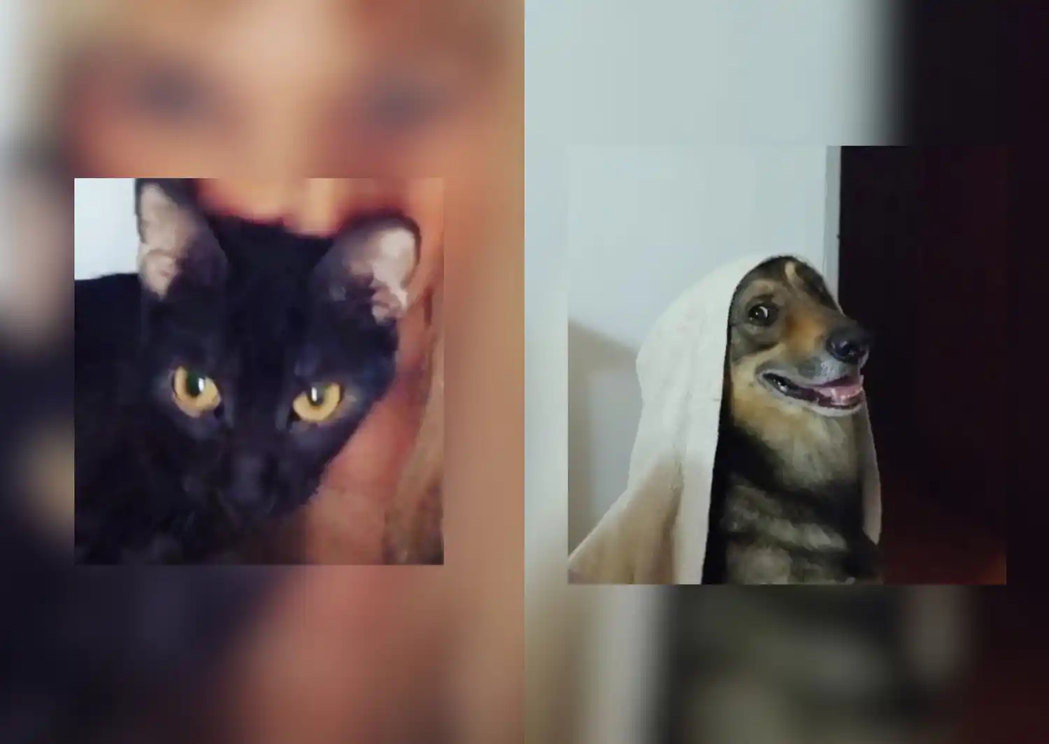 Duquesa y Vasco, los ganadores de los collares del sorteo de las mascotas 