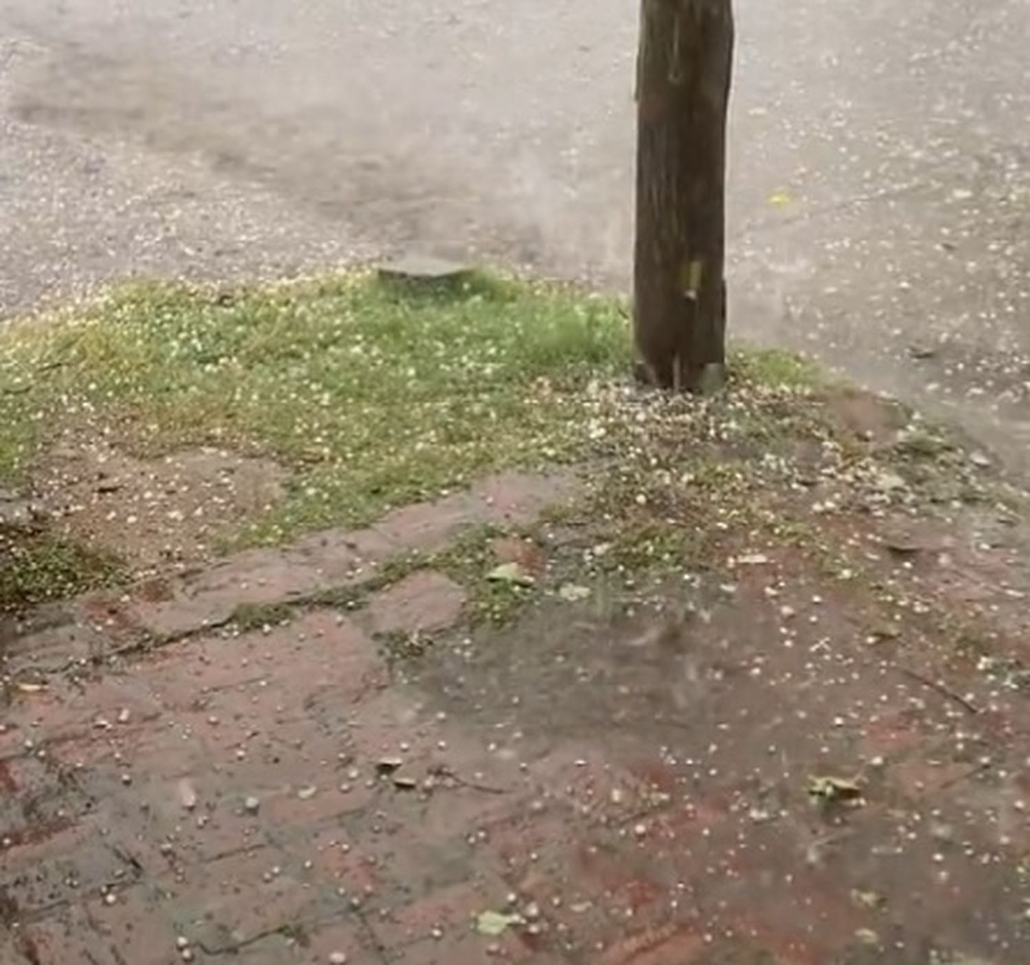 Fuerte tormenta en la Provincia: Los videos del intenso granizo en los municipios bonaerenses