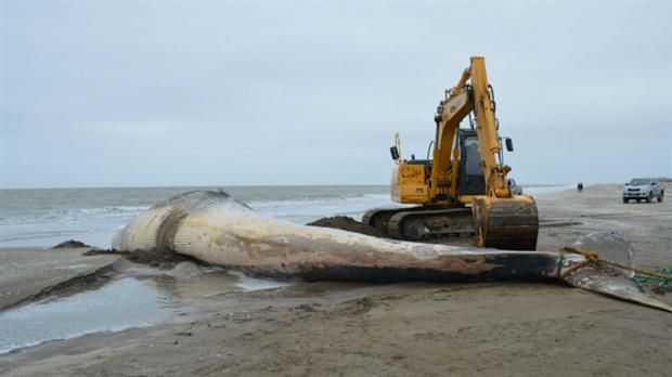 Hallaron muerta una ballena en las costas de San Clemente del Tuyú