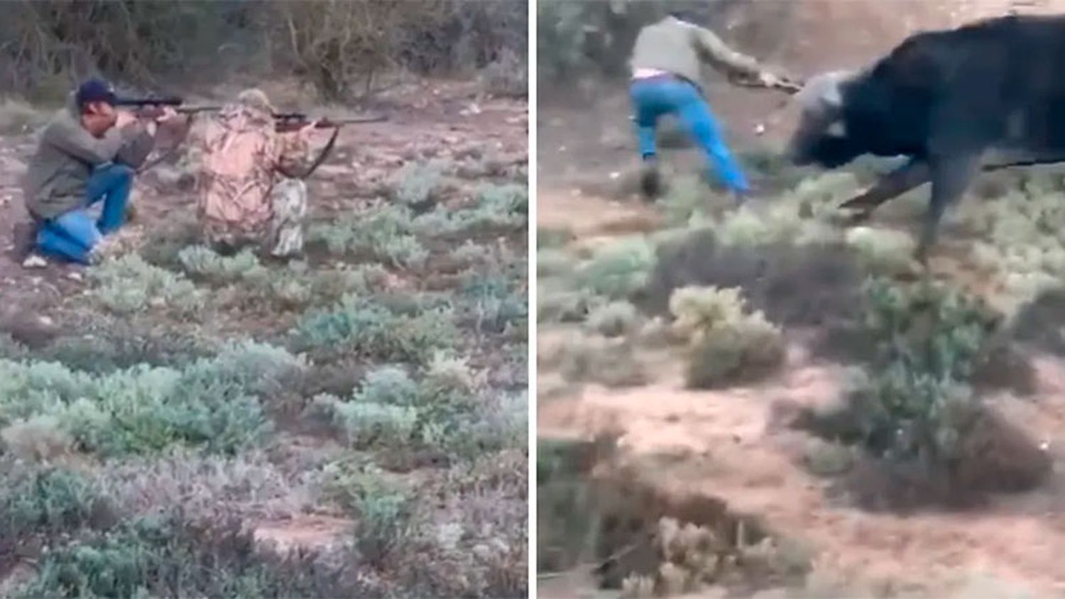 Se conoció el origen del video del ataque de un búfalo a un cazador