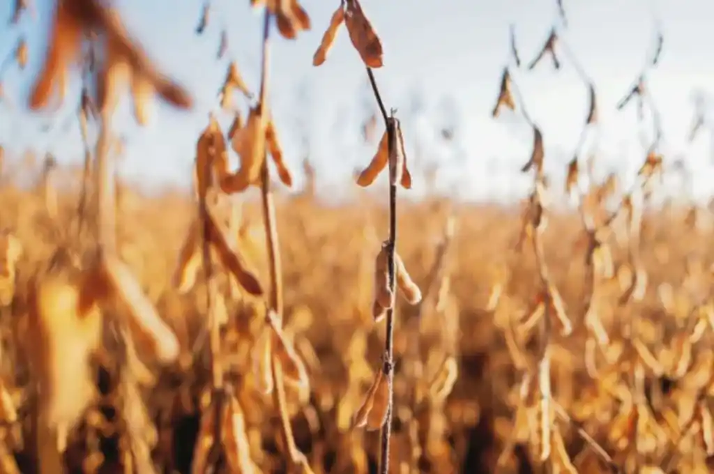 Reabrieron las exportaciones de harina y aceite de soja