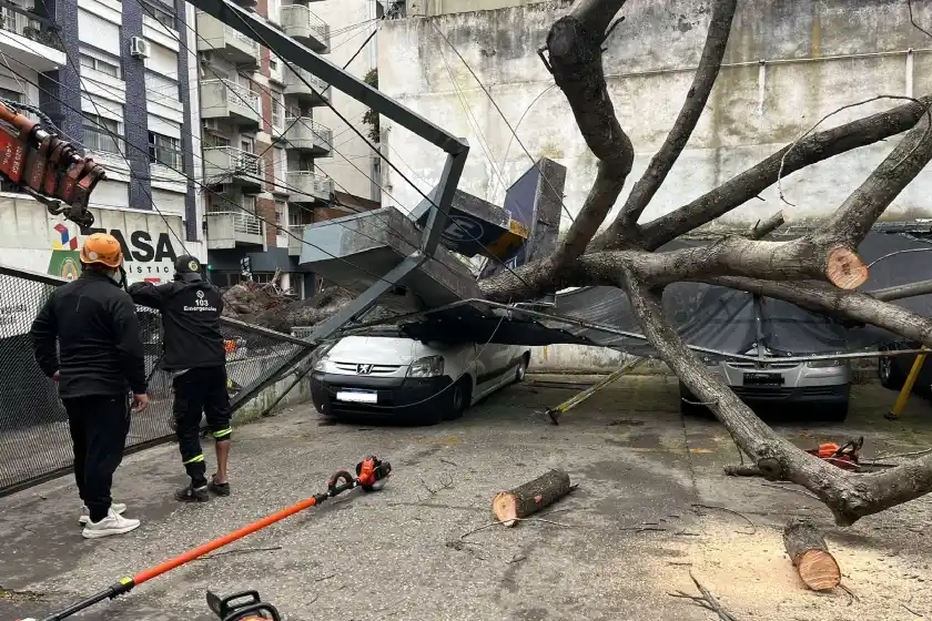 Por los fuertes vientos, un árbol cayó y aplastó autos en el centro