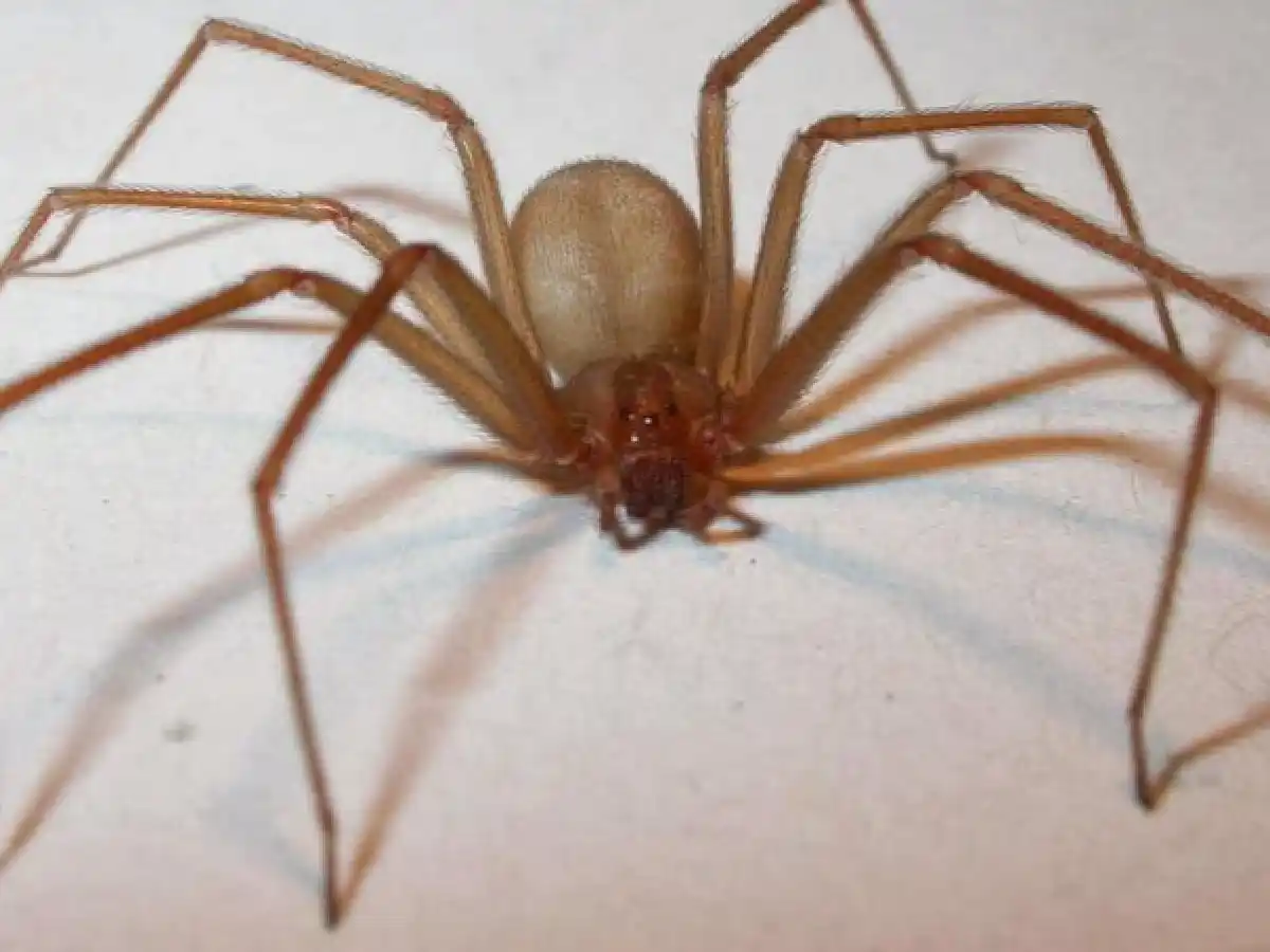 Bahía Blanca: continúa internada la niña que fue picada por una araña 