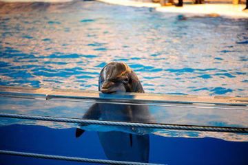 Buscan prohibir la instalación y renovación de zoológicos y acuarios en General Pueyrredon