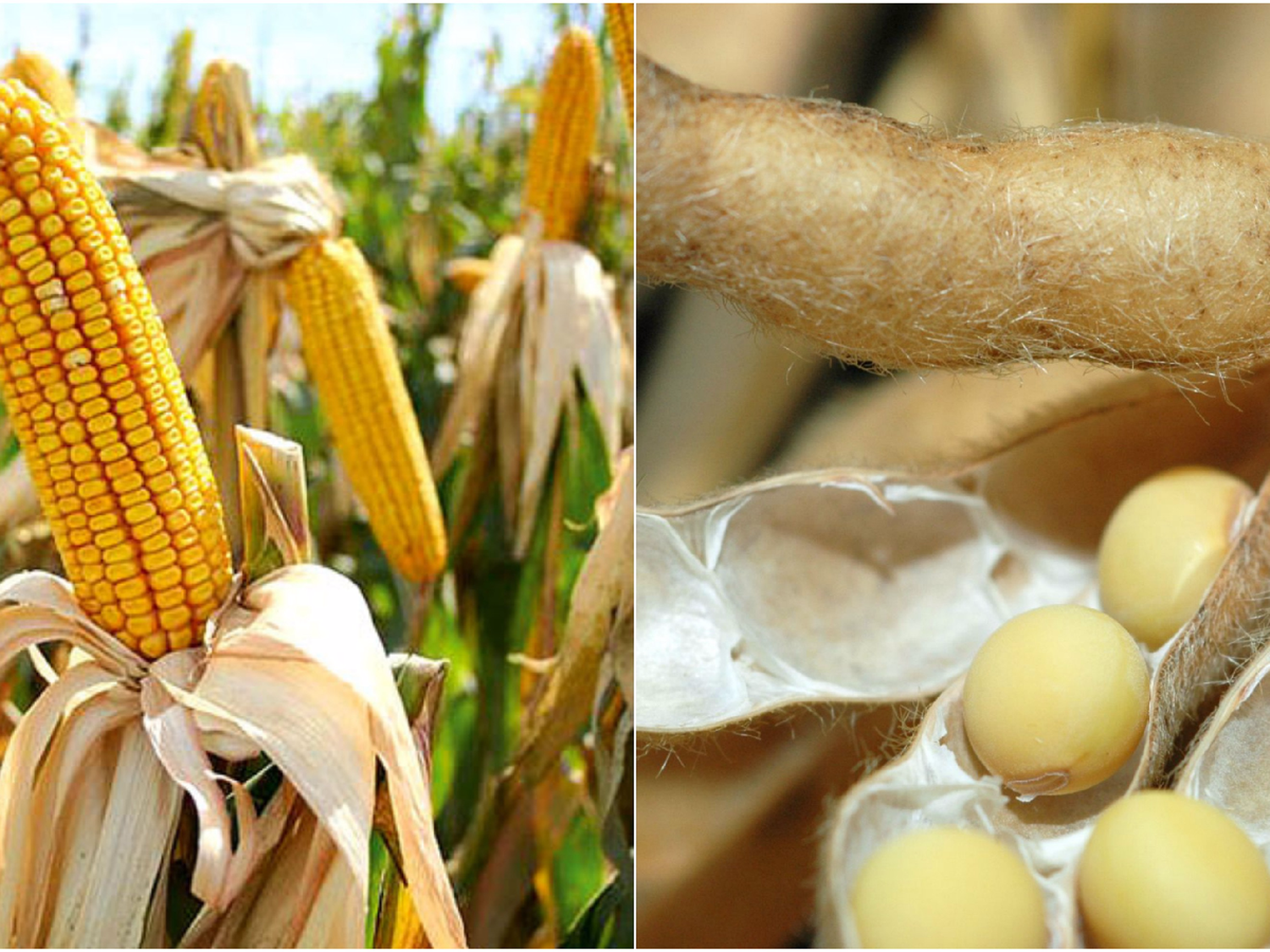 El Usda estima dos millones de toneladas más de maíz y una de soja argentina
