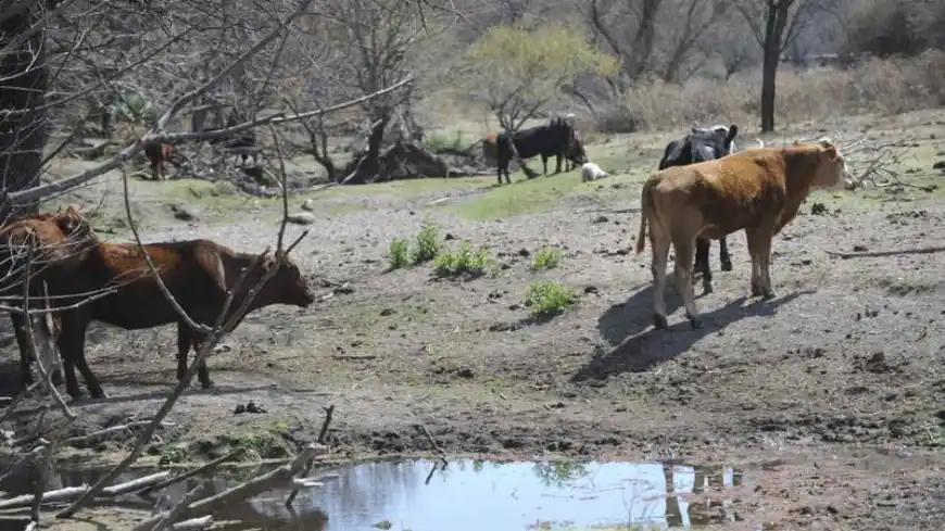 Chaco buscan declarar la emergencia agropecuaria 
