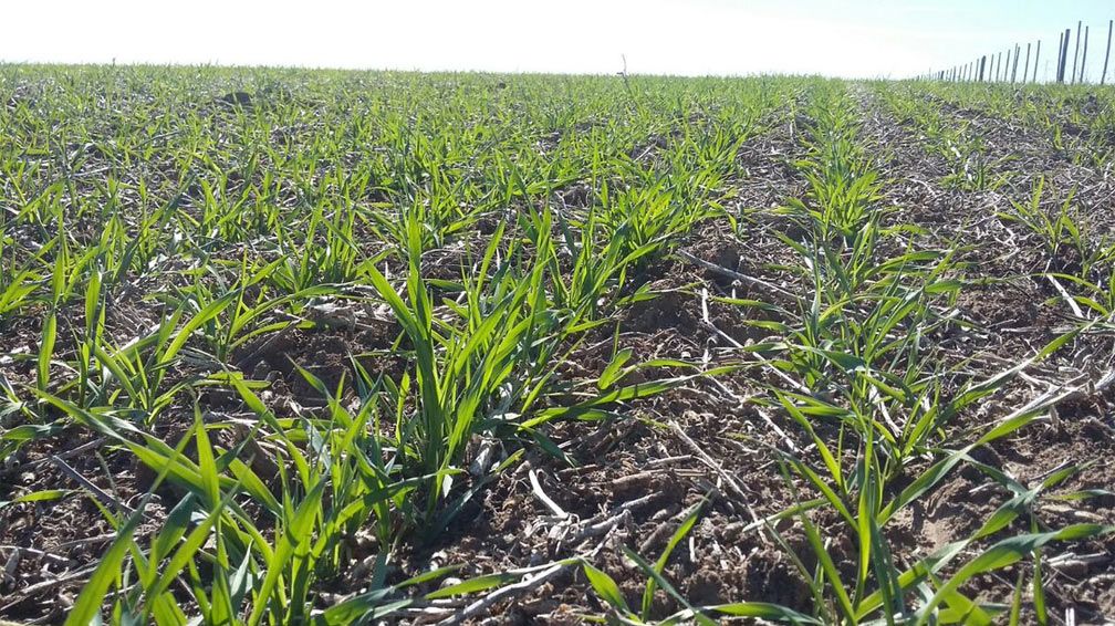 Trigo : con la siembra casi finalizada se complica con el frio y la sequía