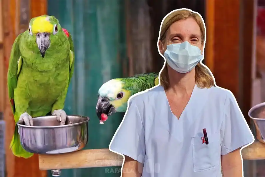 "Gripe del loro" en Rafaela: “Es una enfermedad de los animales que pasa al ser humano”
