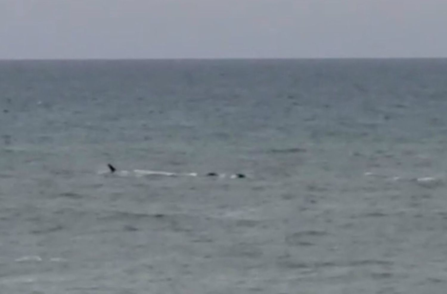 Una ballena paseó cerca de la costa de Chapadmalal