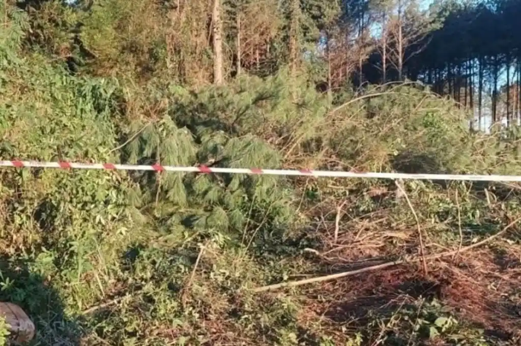 Trágico accidente laboral en Misiones: murió un joven tras ser aplastado por un árbol