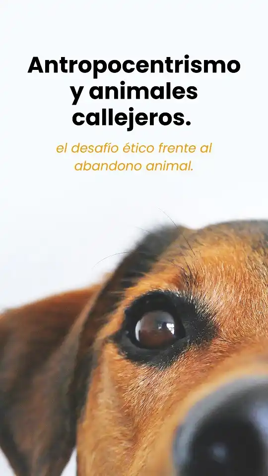 Antropocentrismo y animales callejeros: el desafío ético frente al abandono animal.