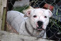 Una mujer murió tras ser atacada por un perro en la casa donde vivía, en Ugarte al 2500