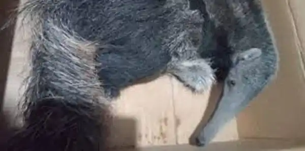 Tenía un oso hormiguero en su casa y lo vendía por las redes sociales