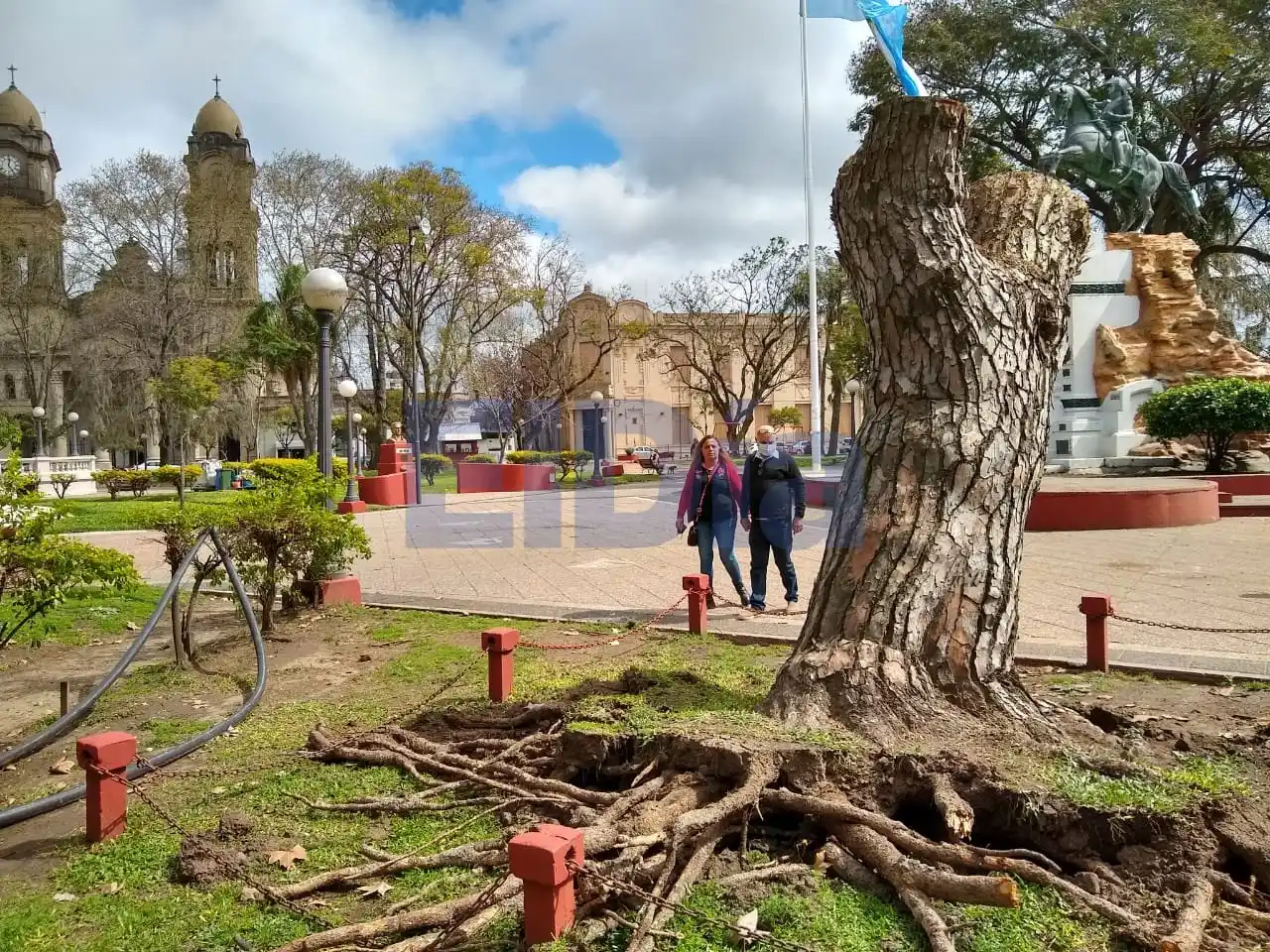 Así quedó el pino de San Lorenzo, tras el derrumbe en Plaza San Martín