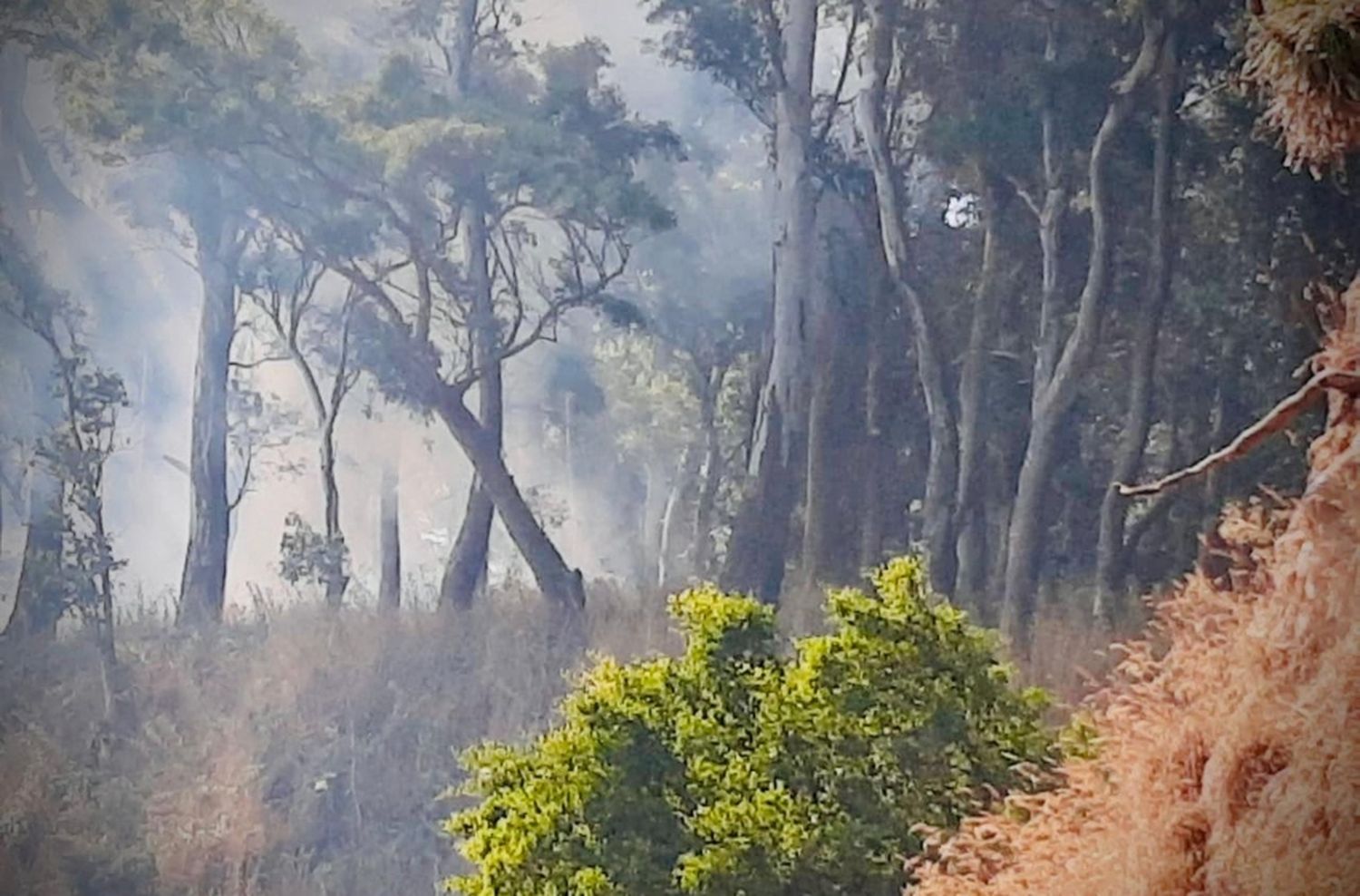 Piden extremar cuidados para evitar incendios forestales y de pastizales