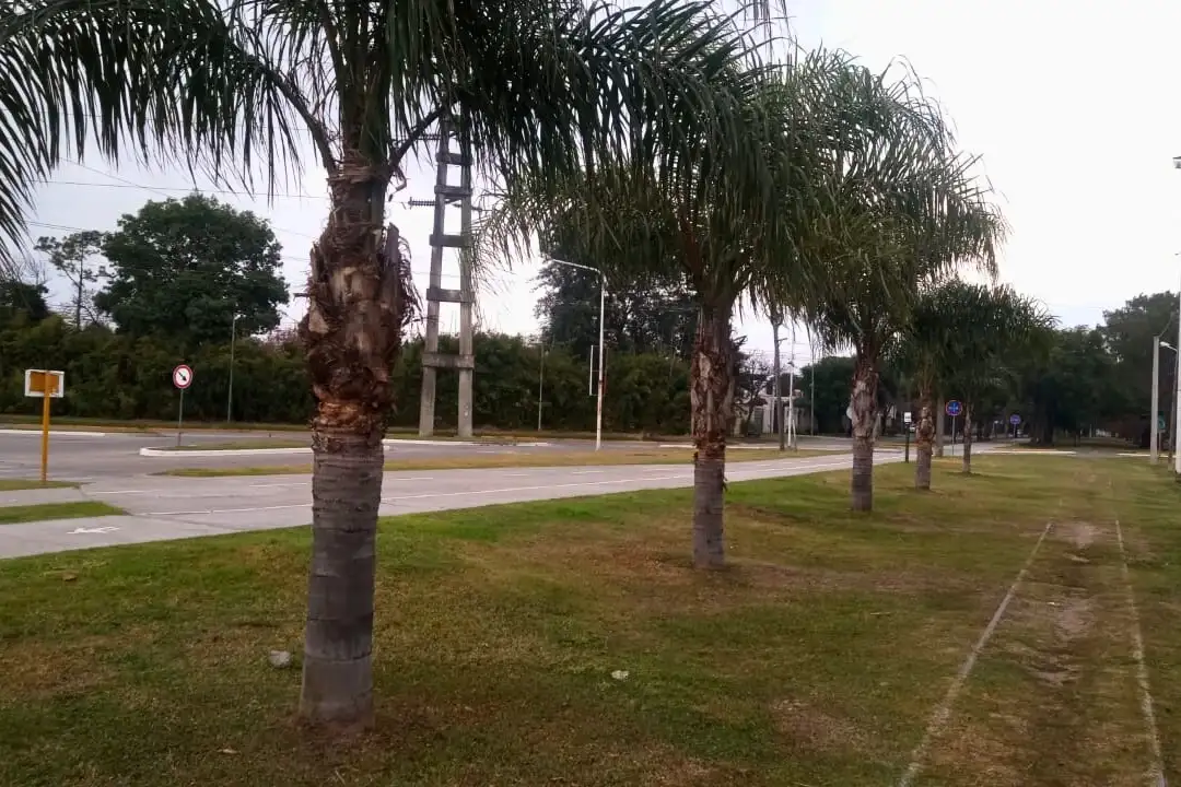 Higiene Urbana