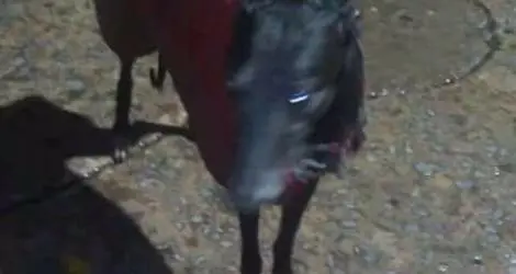 Galgo perdido