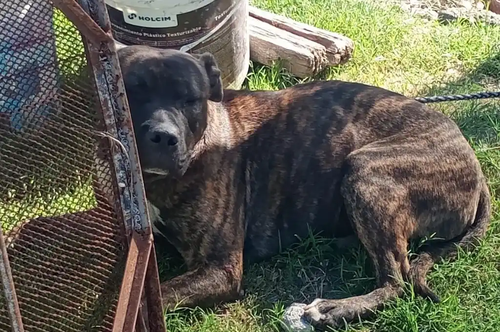 perro parque republica