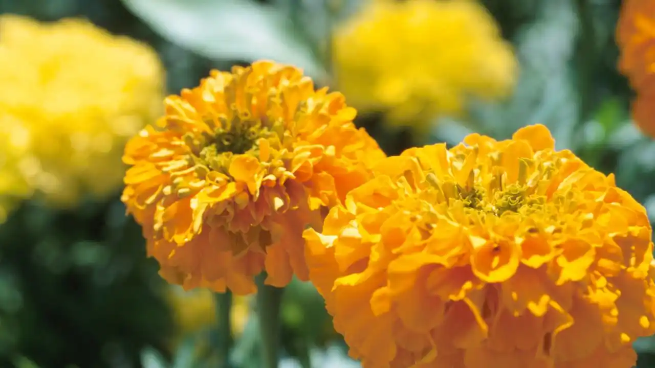 Se trata de unas flores con una estética similar a las margaritas y que son empleadas para decorar borduras en los caminos y jardines