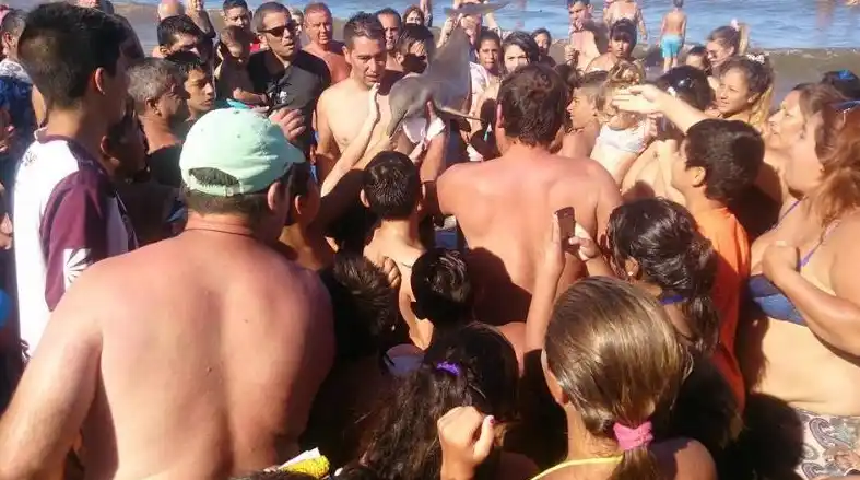 Apareció video del delfín que sacaron del mar en Santa Teresita y terminó muerto