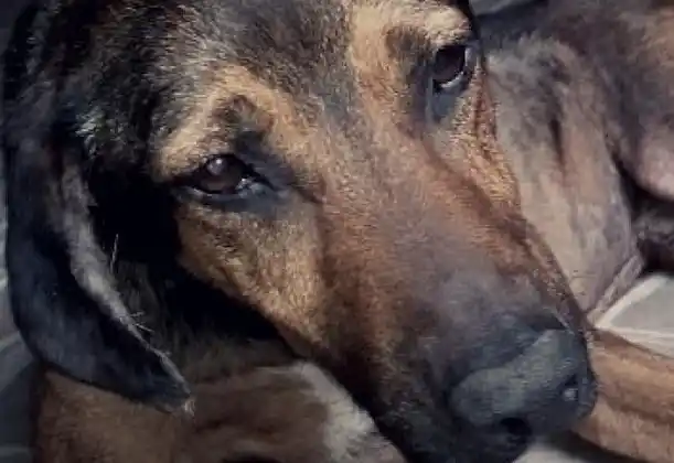 Buscan un hogar para Toti, un perro víctima de maltrato animal