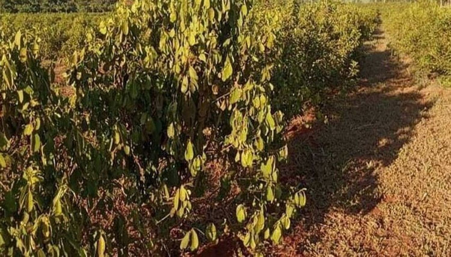 Podría haber faltante de yerba en el 2023 a causa de la sequía y los incendios en el NEA