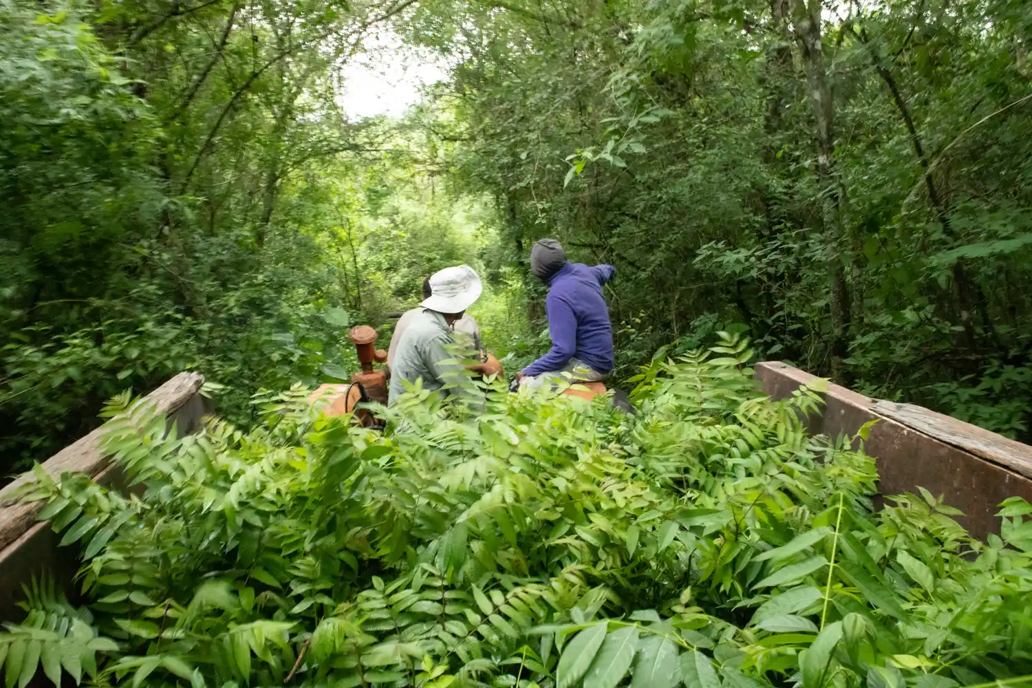 FOTO FUENTE: Seamos Bosques
