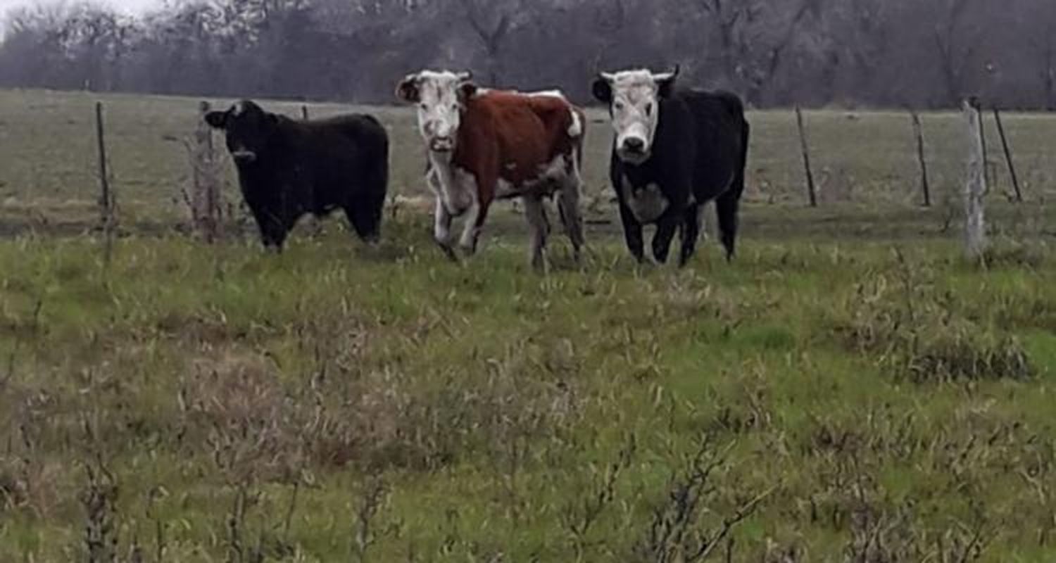 Tras robo de ganado en la zona de Villa Sarita, reunión con autoridades de la Policía Rural