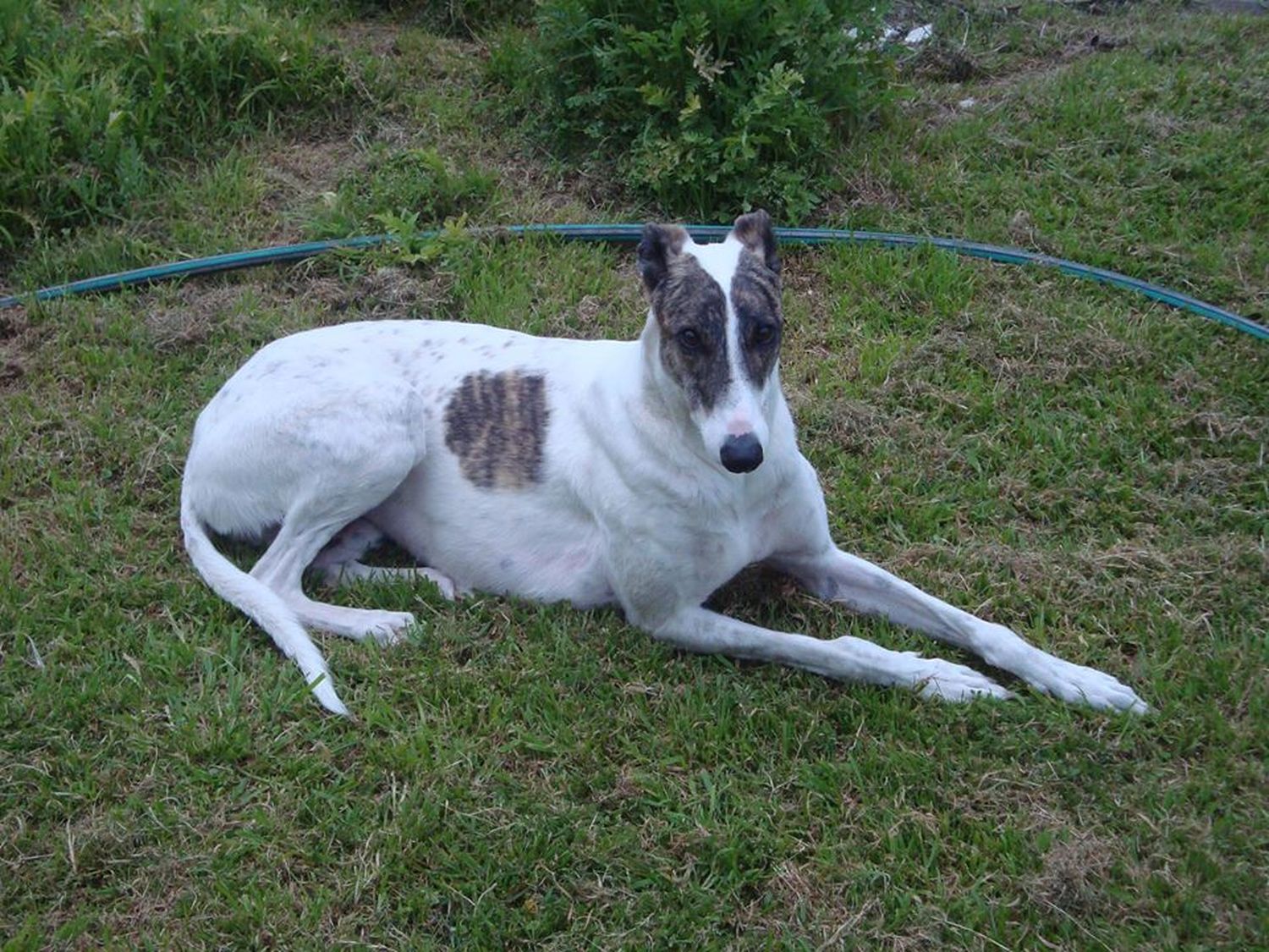 Sancionarán a quienes organicen y apuesten en carreras de perros