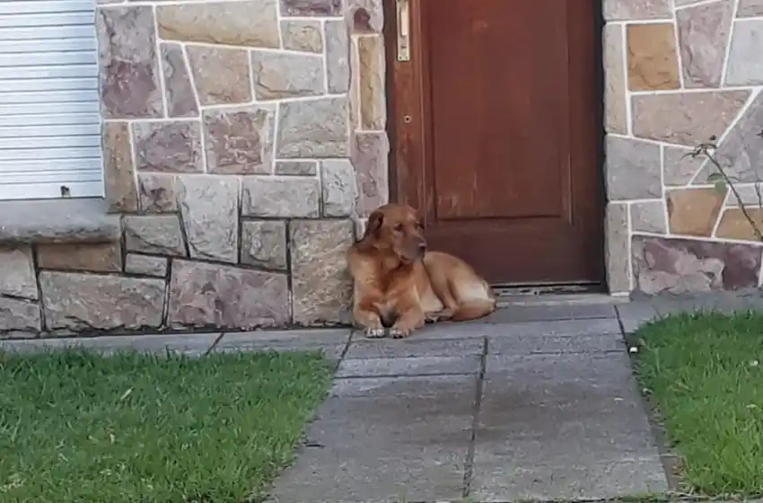 Denuncian que una familia se mudó y dejó abandonado a su perro