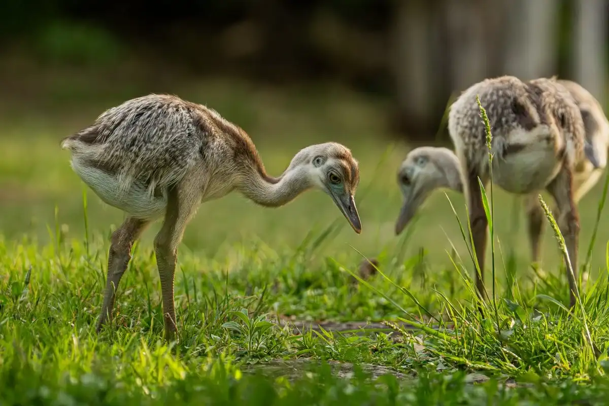 Ambiente advierte sobre el tráfico ilegal de fauna silvestre y llama a denunciar a quién lleve a cabo este delito