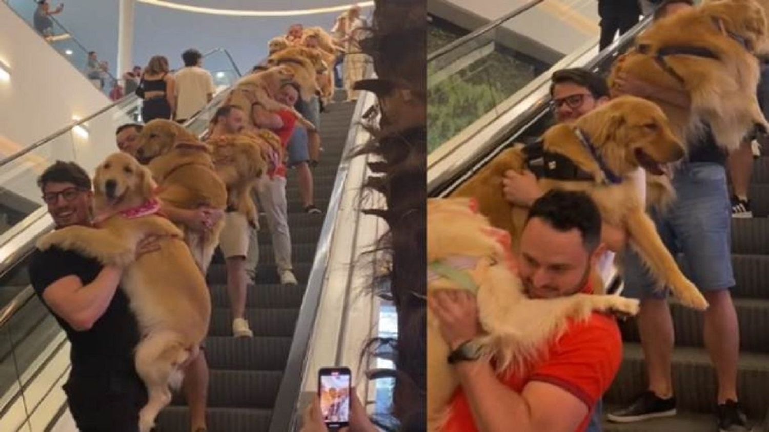 EL TIERNO Y PELUDO DESFILE que se robó el corazón de los usuarios de un centro comercial de Brasil