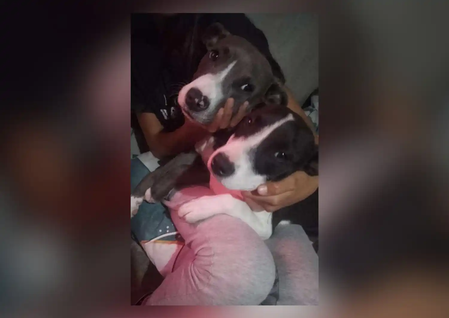Mascotas: ¡Apareció Olivia!