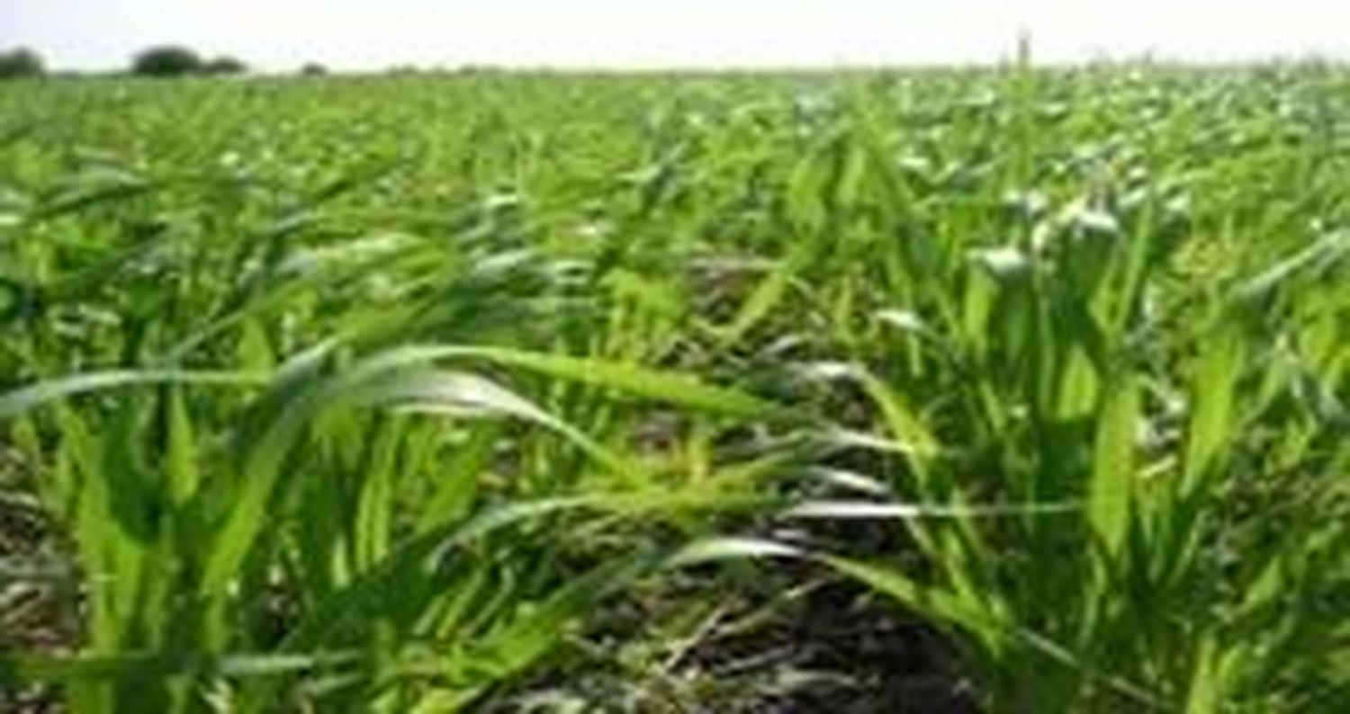 Crecería sólo en un 20% el área de trigo en Entre Ríos