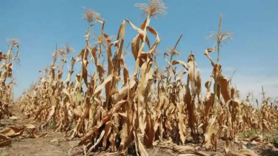 Magdalena: Confirman resolución de emergencia agropecuaria por sequía