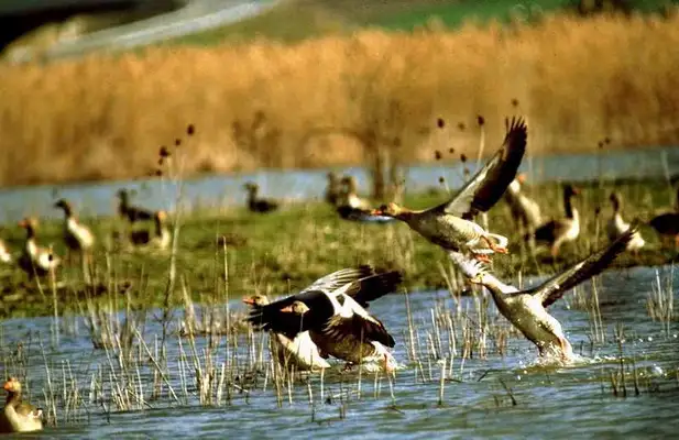 Medioambiente municipal invita a participar en la campaña de humedales