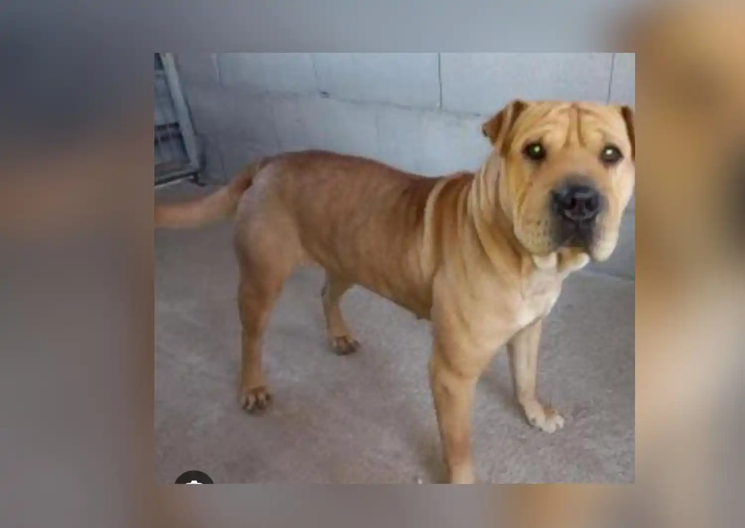 Mascotas: buscan a Benjamín
