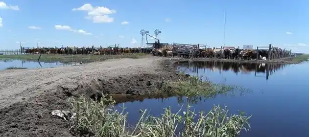 Cómo preservar el rodeo ganadero después de las inundaciones