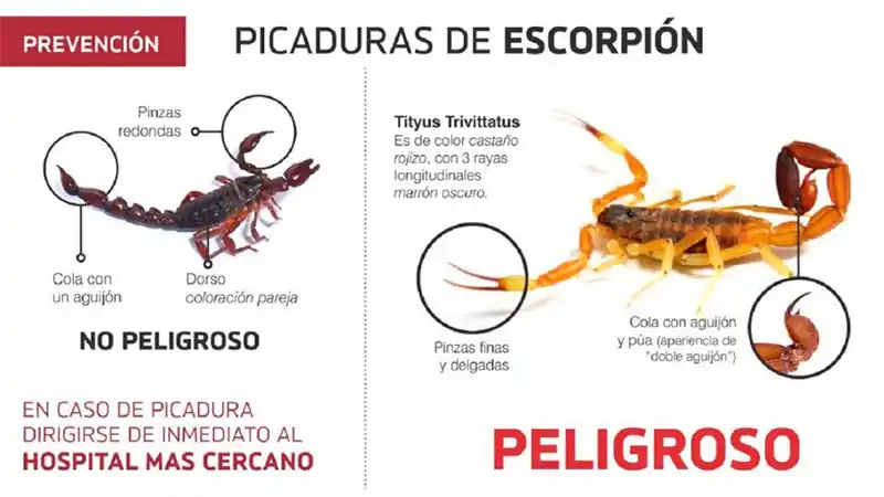 Alacranes: Lo que hay que saber y medidas preventivas
