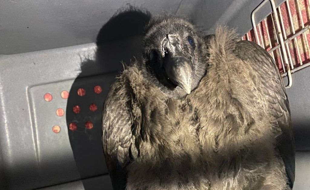 Rescatan a un pichón de cóndor que no podía volar