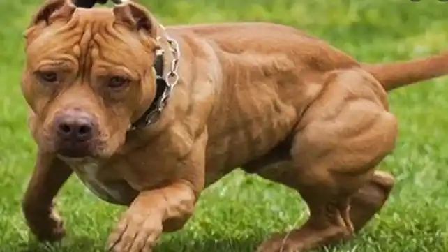 Terrible episodio: un pitbull atacó y le provocó graves heridas a un nene de 3 años mientras jugaba en la vereda