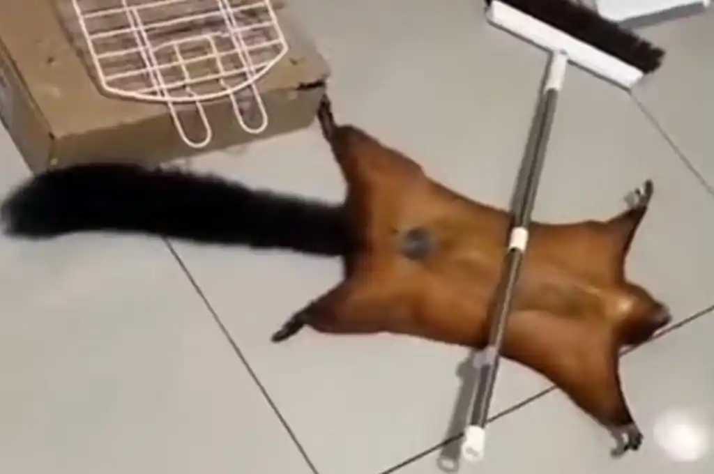 Video viral: una ardilla voladora finge su propia muerte y hace estallar las redes