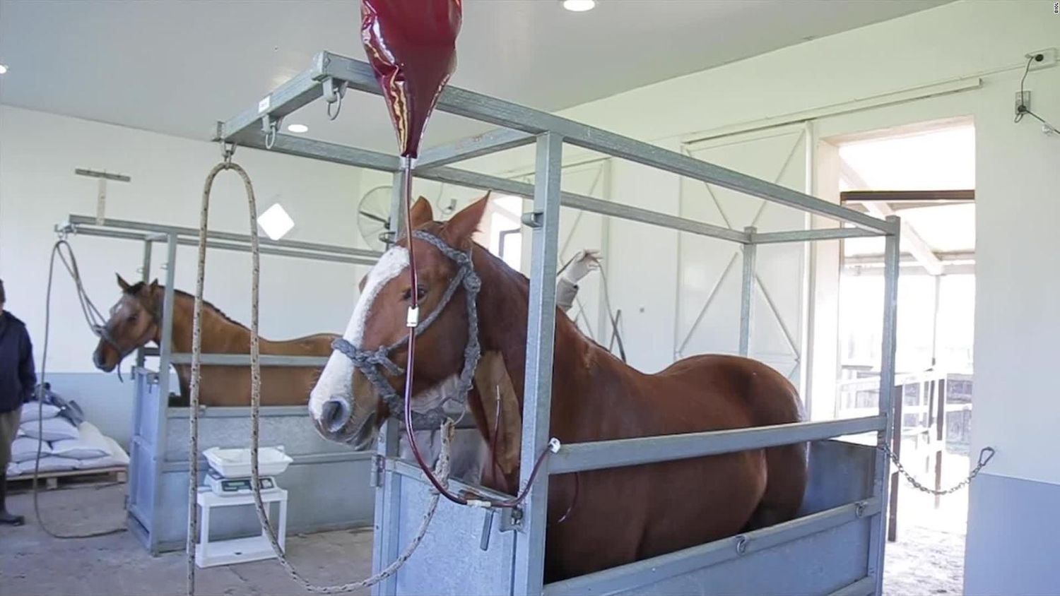 Investigan en la provincia un suero equino contra el Covid-19