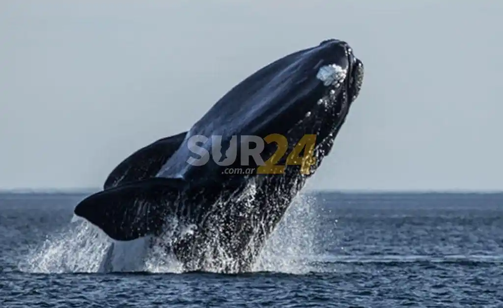 Llegaron los primeros ejemplares de ballenas a la  Península Valdés