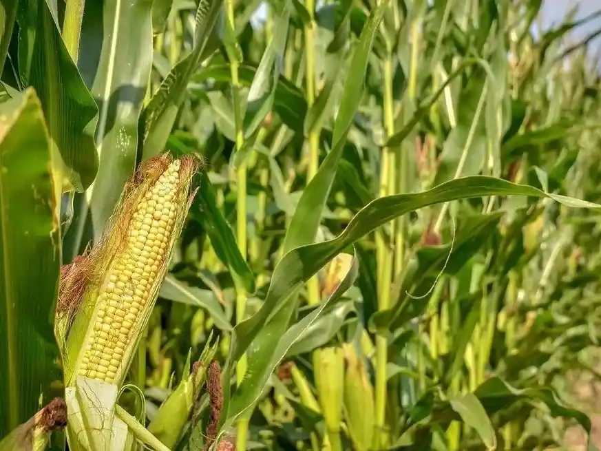 Se registró un aumento significativo de la plaga, en Santiago del Estero, Chaco y Santa Fe.