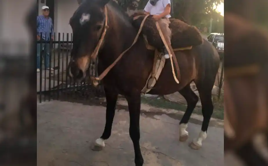 Buscan este caballo