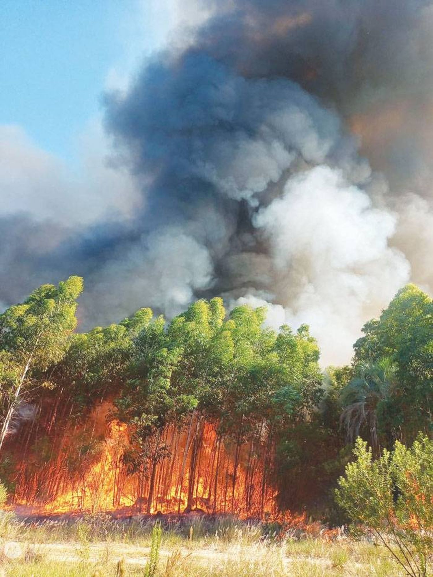 Incendio forestal en cercanías al Abasto