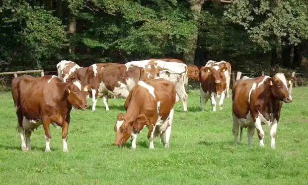 Fiebre aftosa: comienza la campaña en Entre Ríos